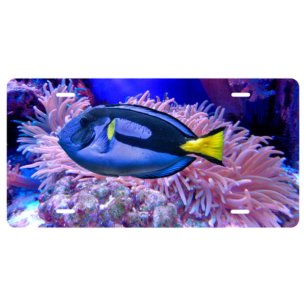 Personalized Custom Blue Tang Novelty Front License Plate - Fish - Ocean - decorative auto tag - Wall Decor - Sign - Room Art Sign -